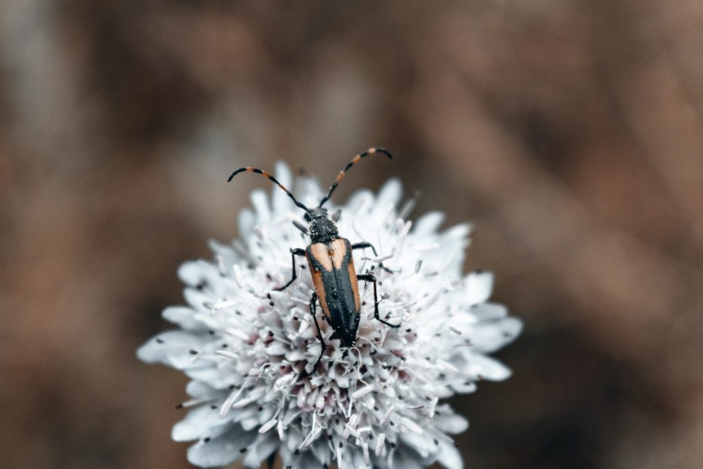 a bug sitting on top of a white flower