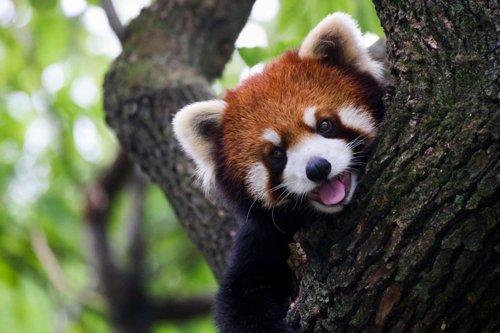 a red panda in a tree