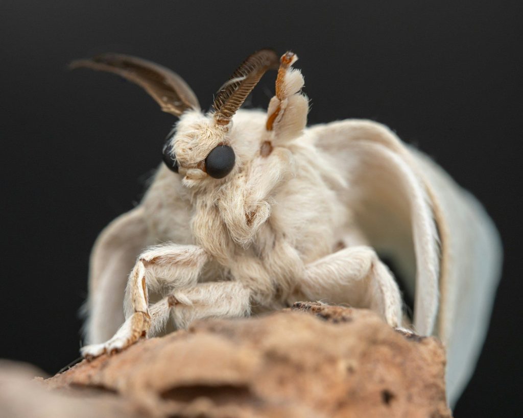 A close up of a bug on a rock