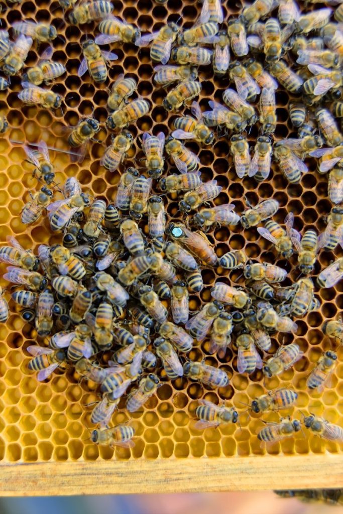 Many bees on a honeycomb with a queen bee