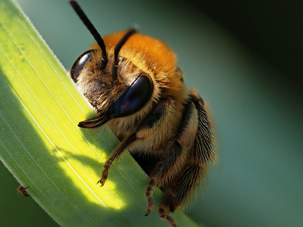Fuzzy orange bee clinging to a bright green leaf