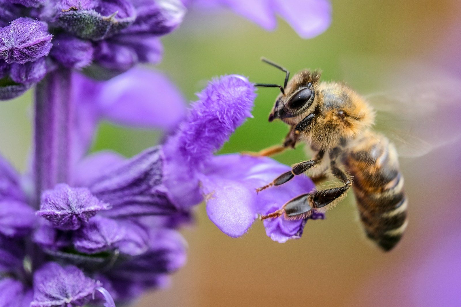 How to Turn Your Garden Into Better Bee Habitat