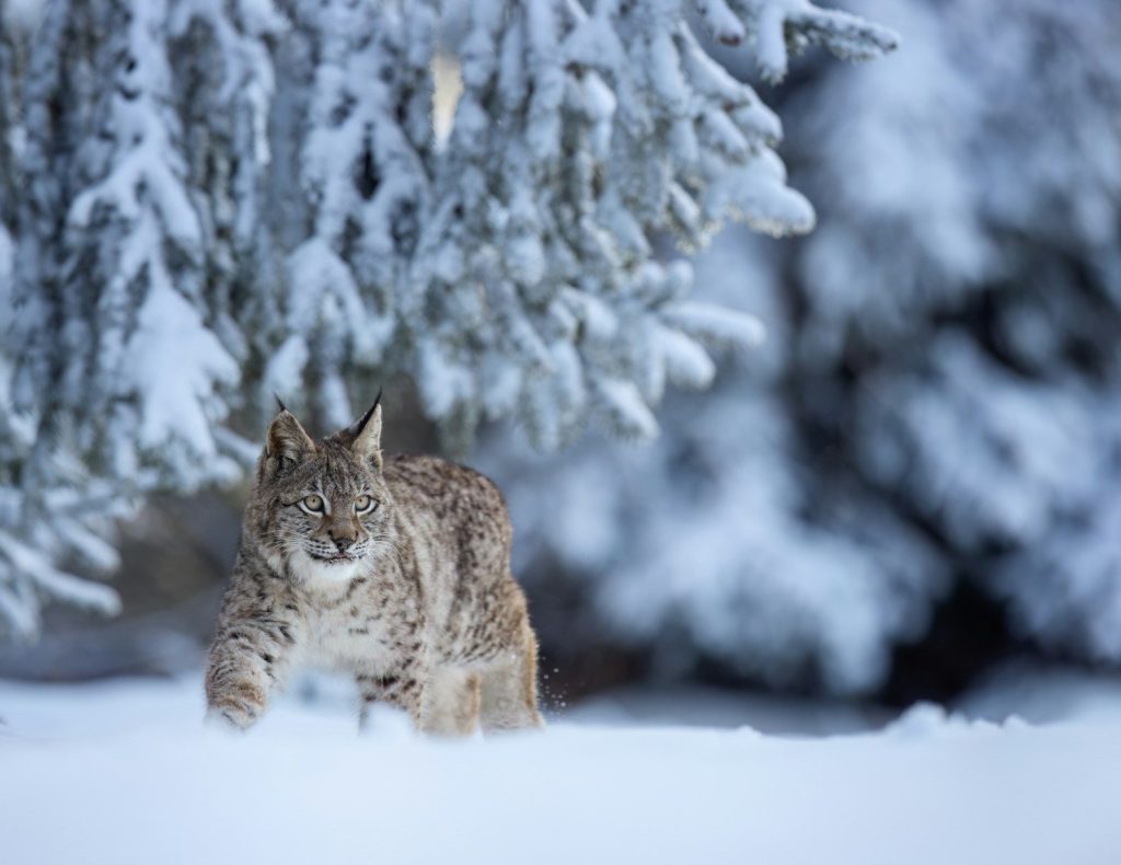 A lynx walking through a snow covered forest
