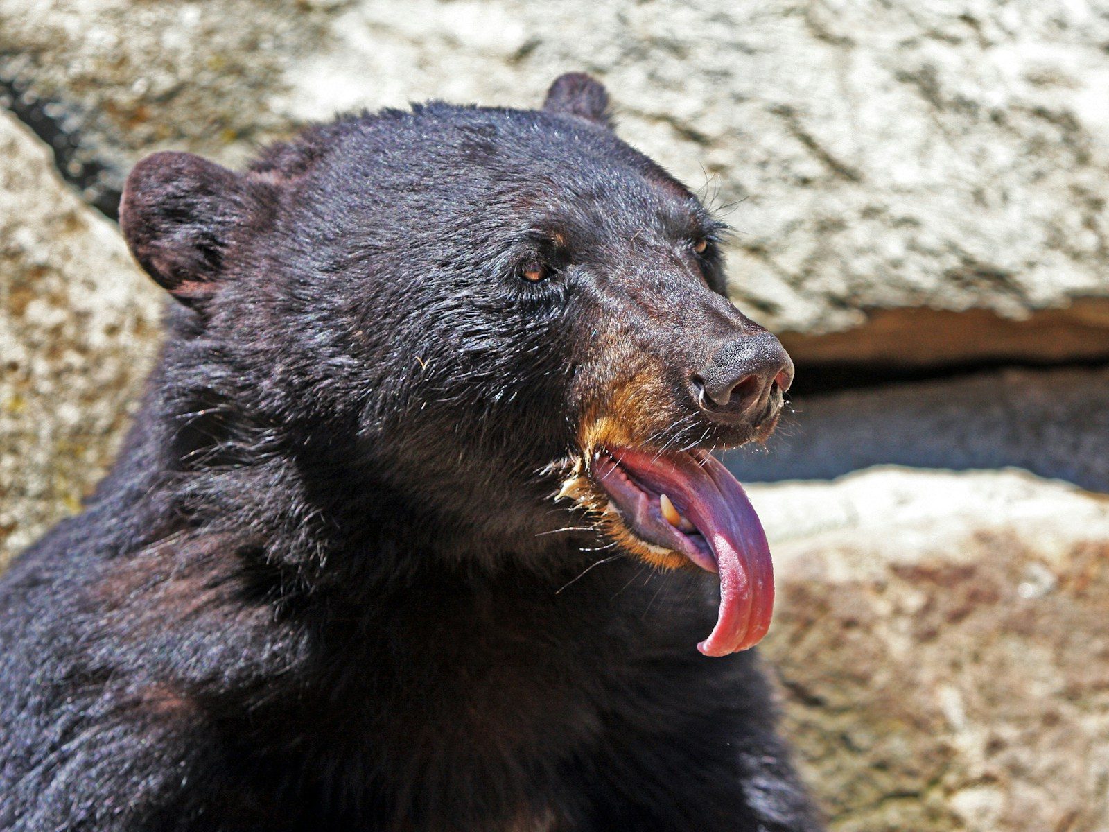 Black bear with its long tongue sticking out