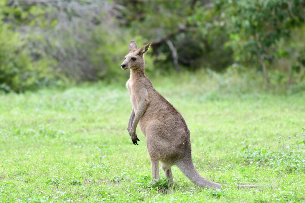 A kangaroo stands alert in a grassy field.