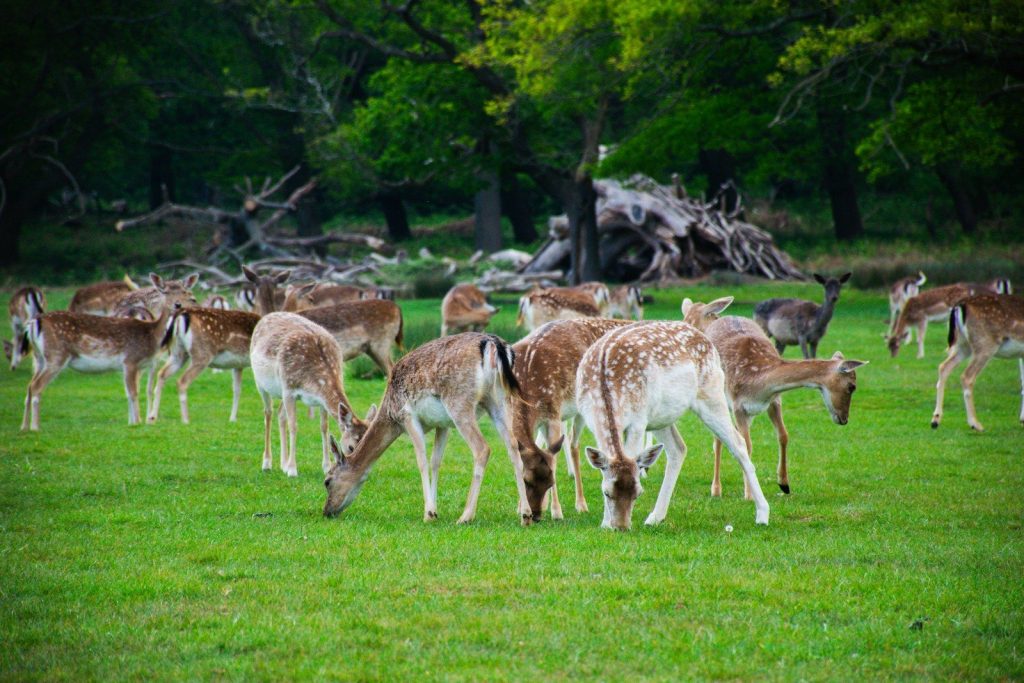A herd of deer grazing in a lush green field