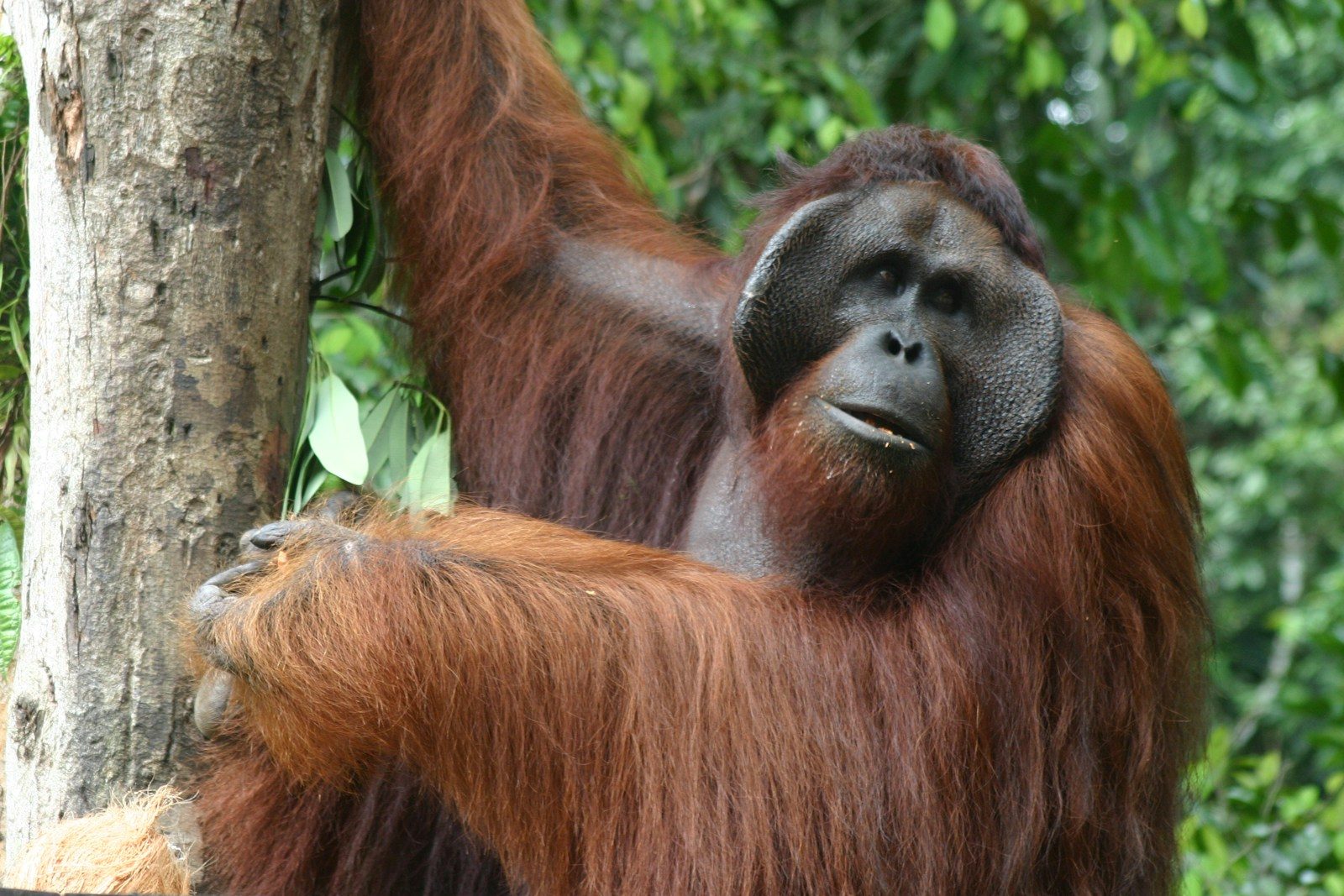 An orangutan hangs from a tree.