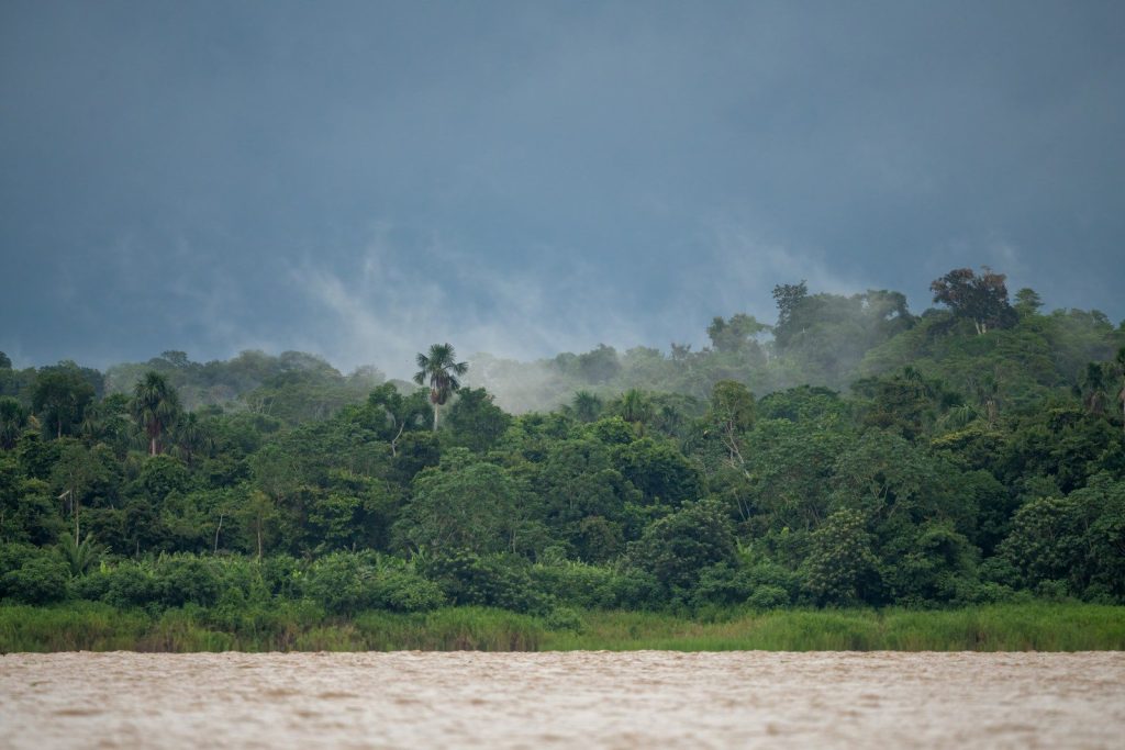 Misty rainforest canopy under a stormy sky