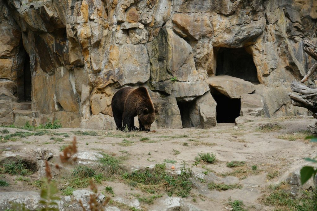 A brown bear standing in front of a rocky cliff