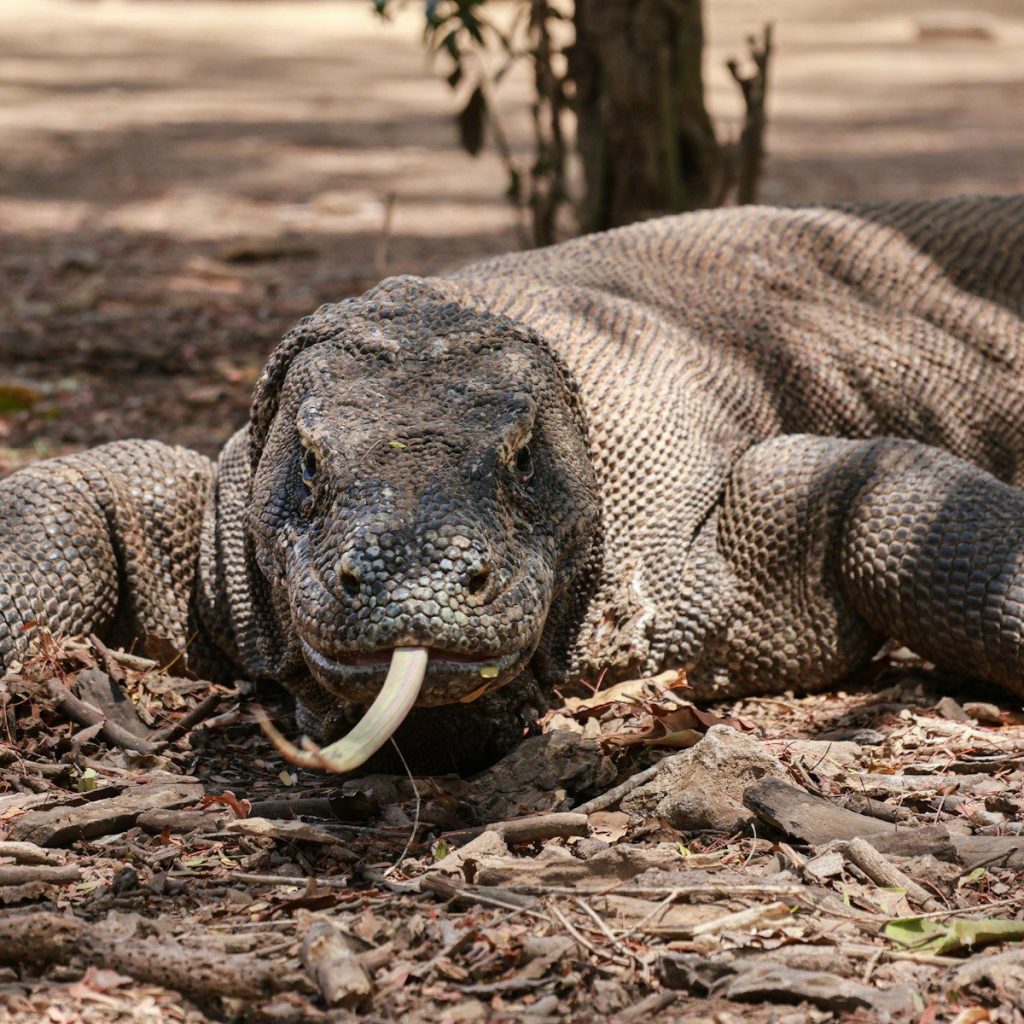 A large lizard laying on the ground in the woods